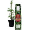 Mini Christmas Trees  - Image 2