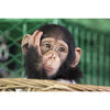 A5 Easel Calendars  - Image 2