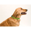 reflective pet collar | Adband