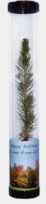 Sapling Christmas Tree